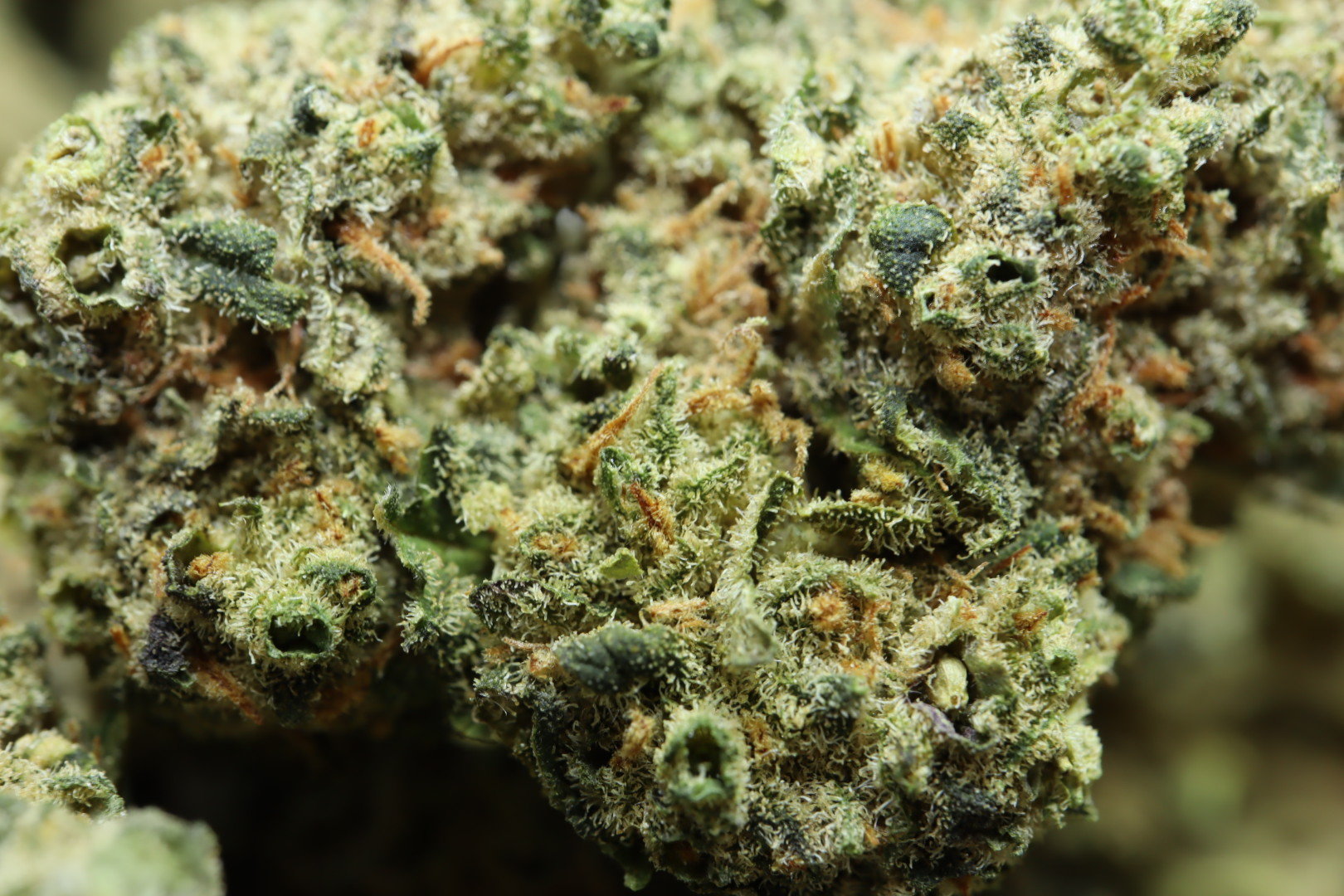 Sour Diesel CBD Blüten 