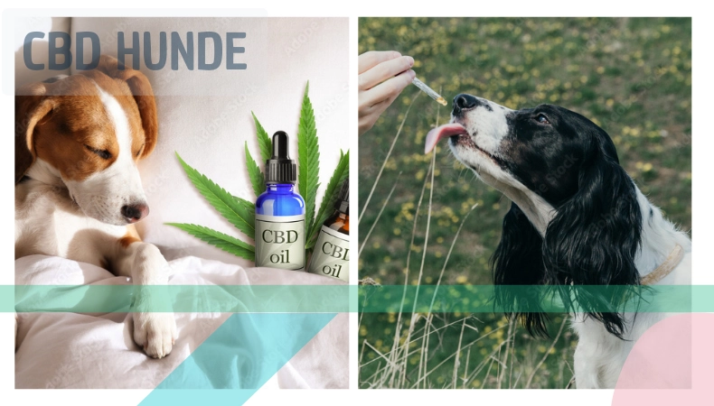 CBD LADEN PREMIUM CBD FÜR HUNDE KATEGORIE cbd-laden-cbd-fuer-hunde-aus-deutschland-kategorie