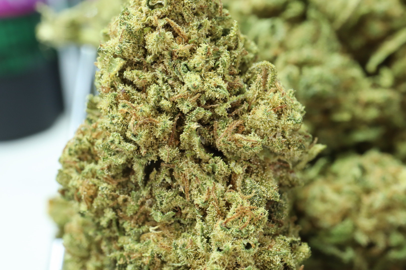 Gorilla CBD Blüten 