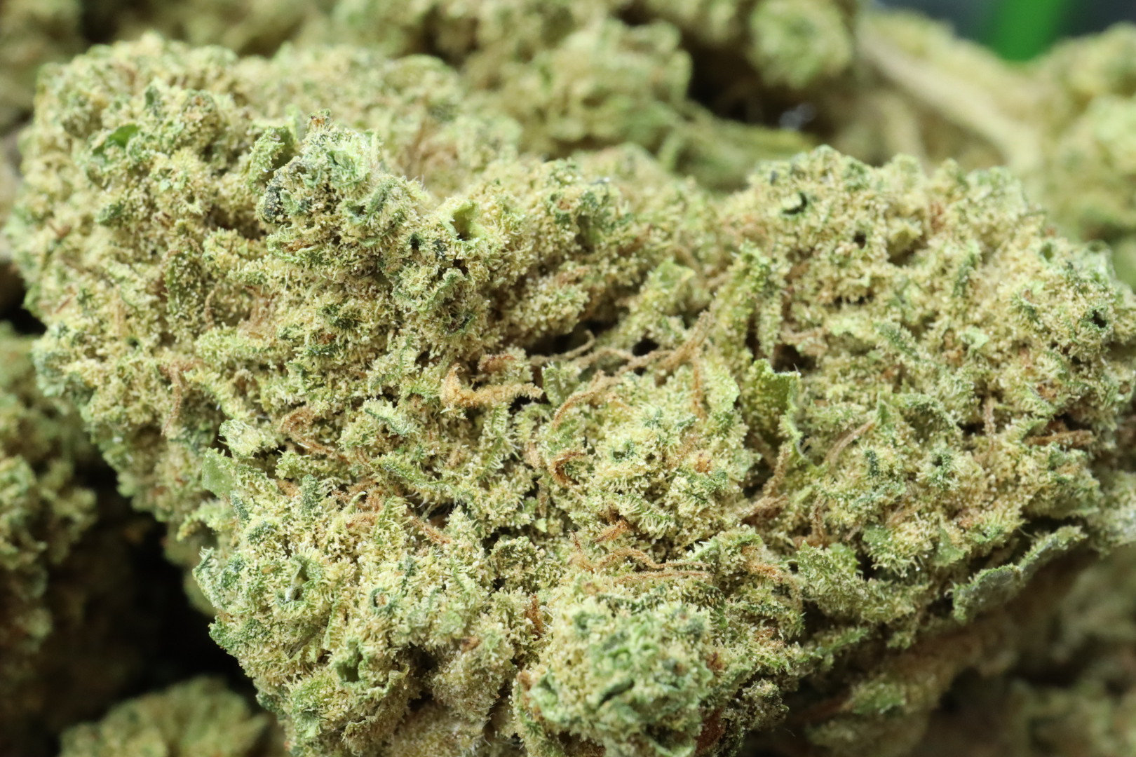 AMNESIA CBD Blüten