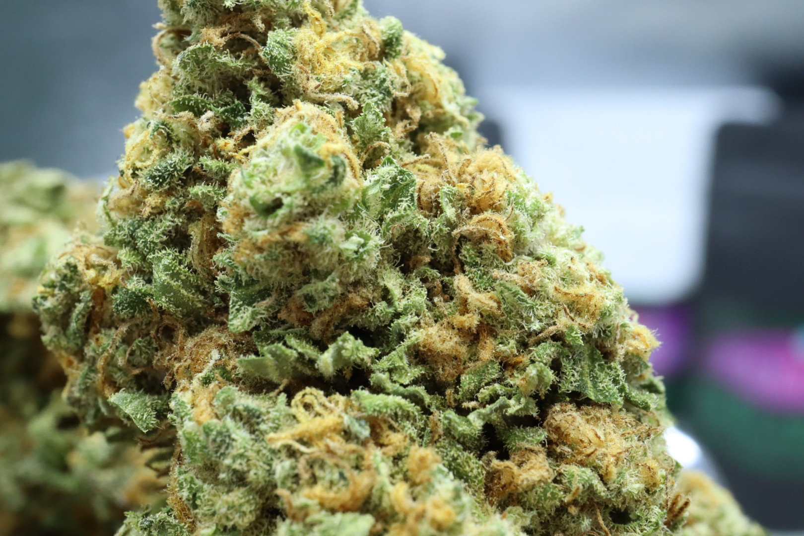 Strawberry Haze CBD Blüten 